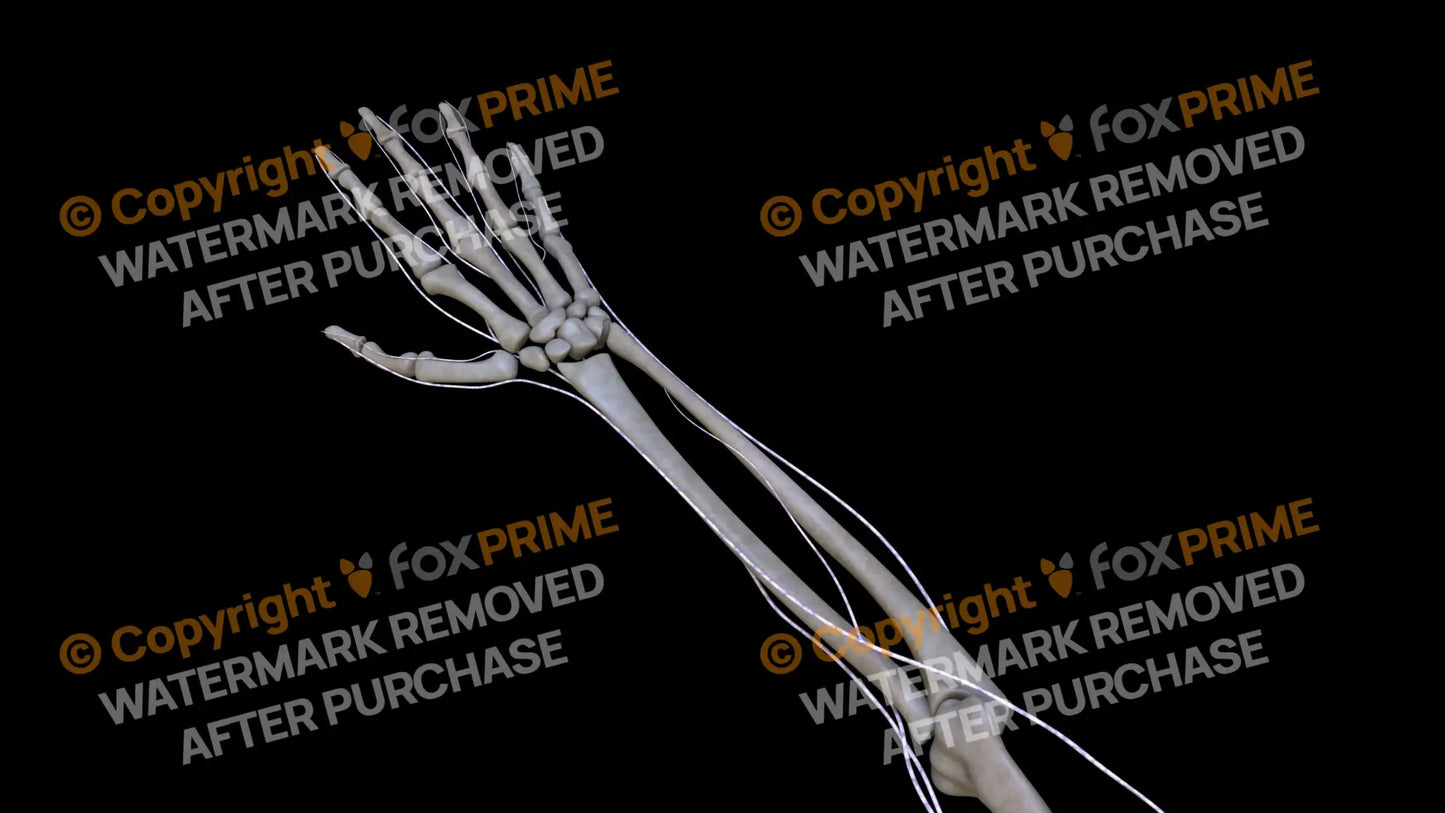 Nervous System Brachial Plexus Right 4 Still Shot