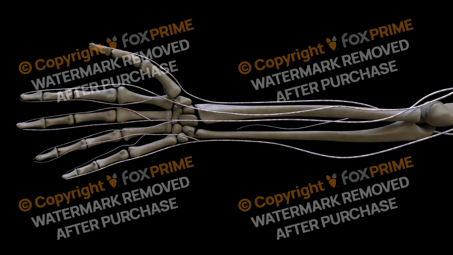 Nervous System Brachial Plexus Right 5 Still Shot