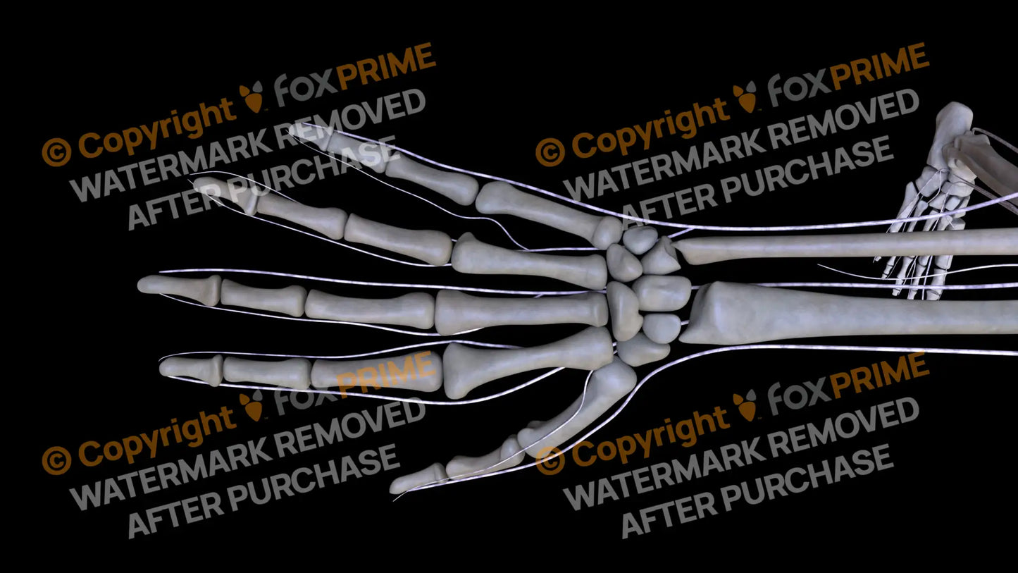 Nervous System Brachial Plexus Right 6 Still Shot