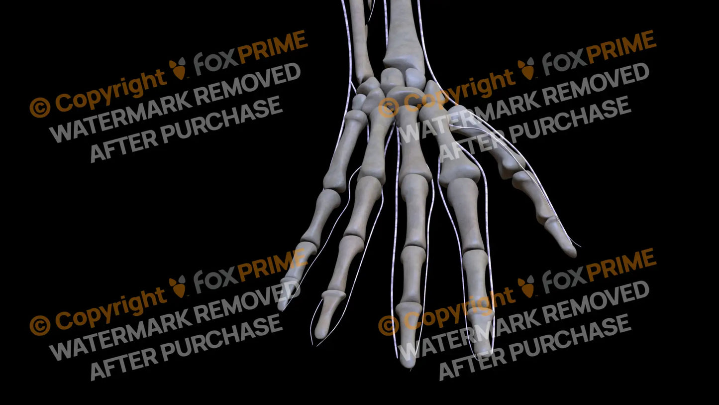 Nervous System Brachial Plexus Right 8 Still Shot