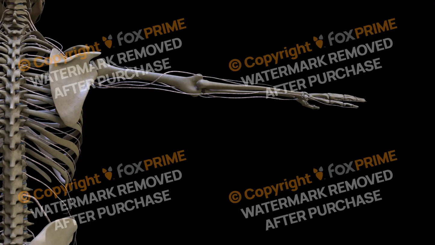 Nervous System Brachial Plexus Right 9 Still Shot