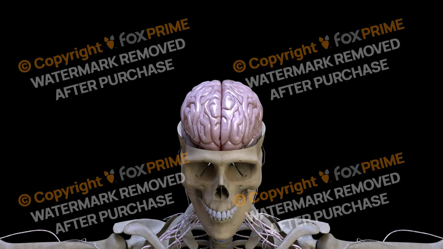 Nervous System Brain 1 Still Shot
