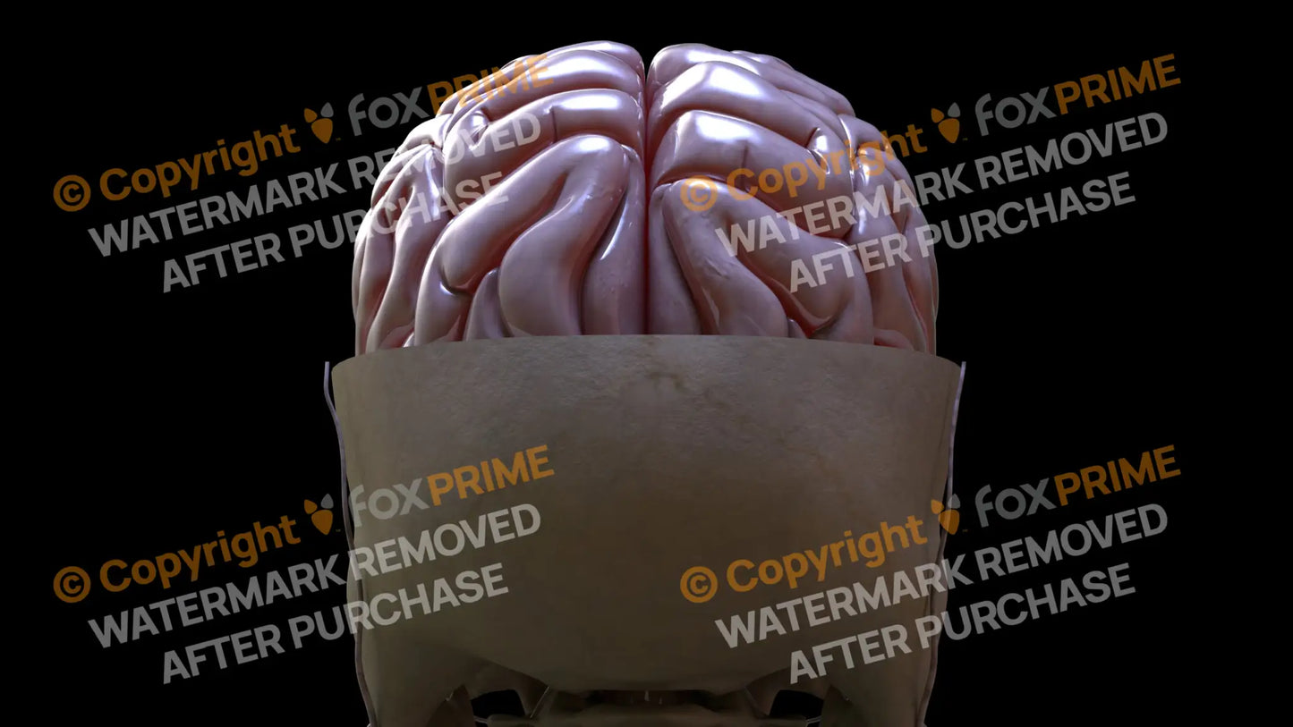 Nervous System Brain 3 Still Shot