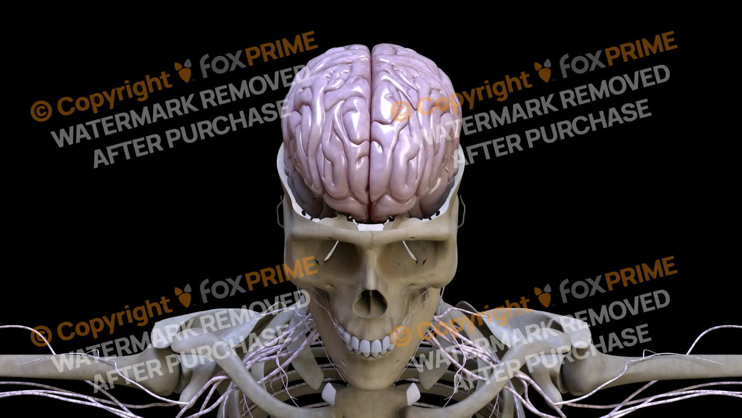 Nervous System Brain 7 Still Shot