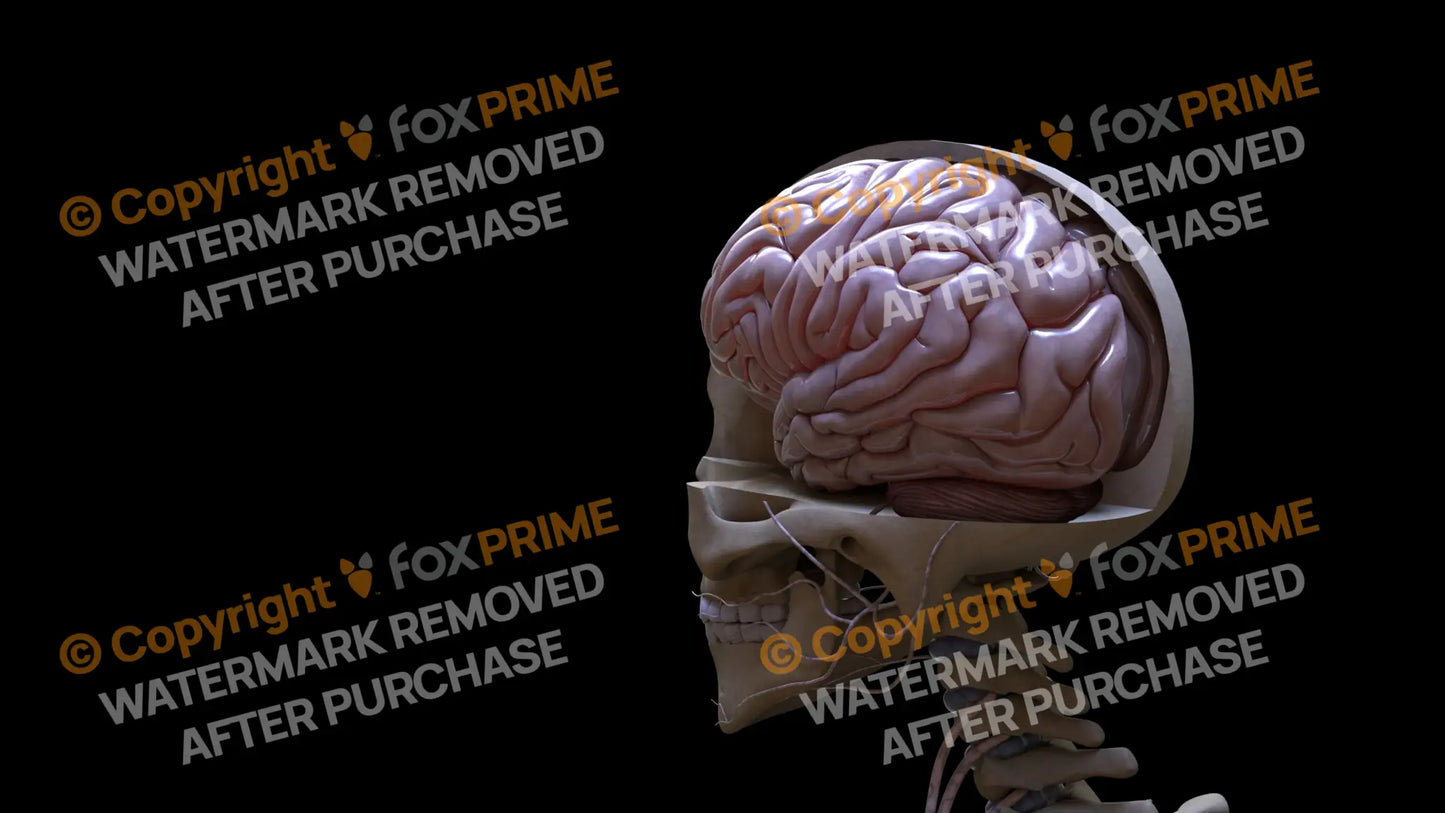 Nervous System Brain Left 2 Still Shot