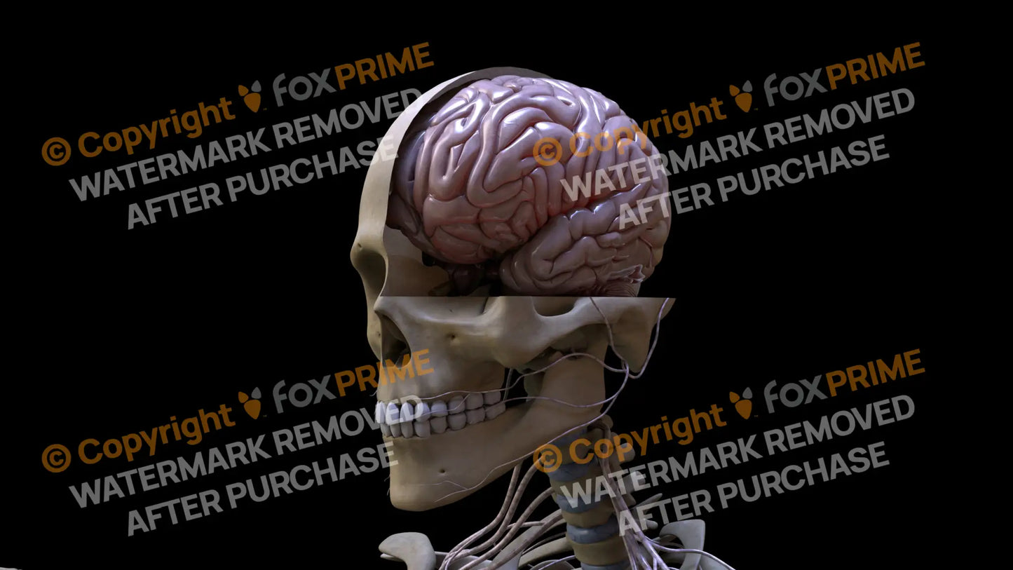 Nervous System Brain Left 3 Still Shot