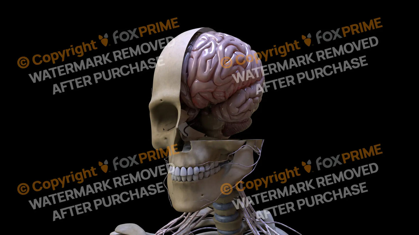 Nervous System Brain Left 4 Still Shot