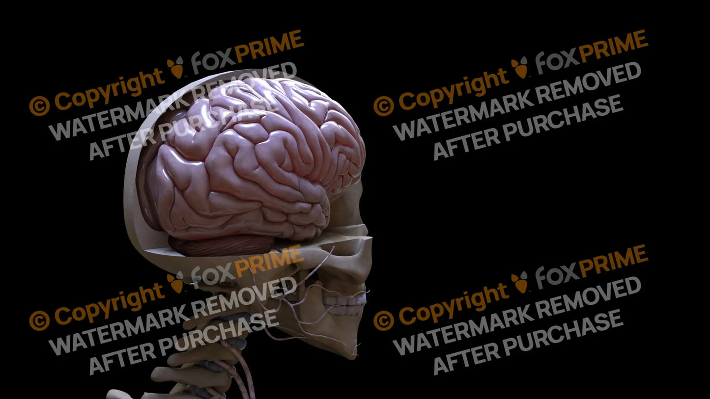 Nervous System Brain Right 3 Still Shot