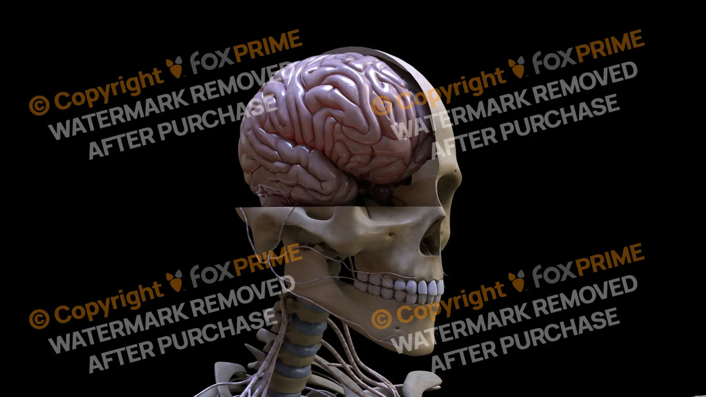 Nervous System Brain Right 4 Still Shot
