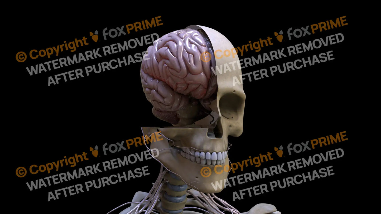 Nervous System Brain Right 5 Still Shot
