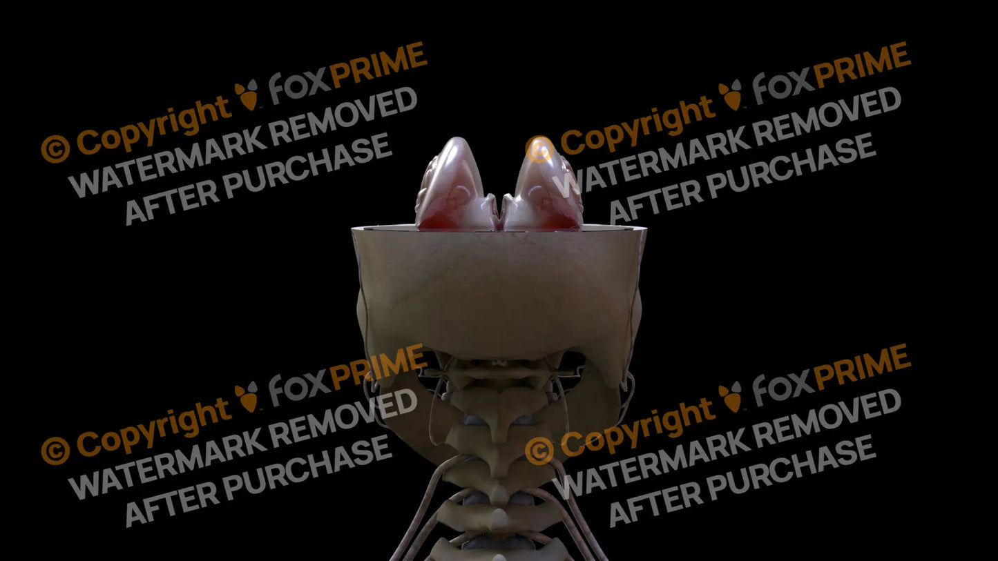 Nervous System Brain Stem 3 Still Shot