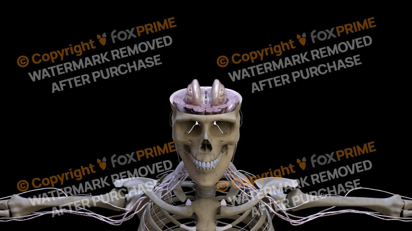 Nervous System Brain Stem 5 Still Shot