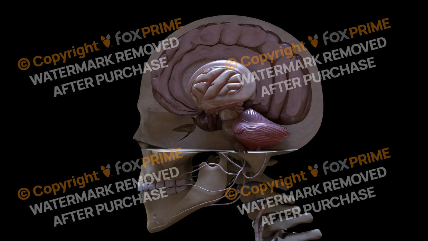 Nervous System Brain_Stem Left 2 Still Shot
