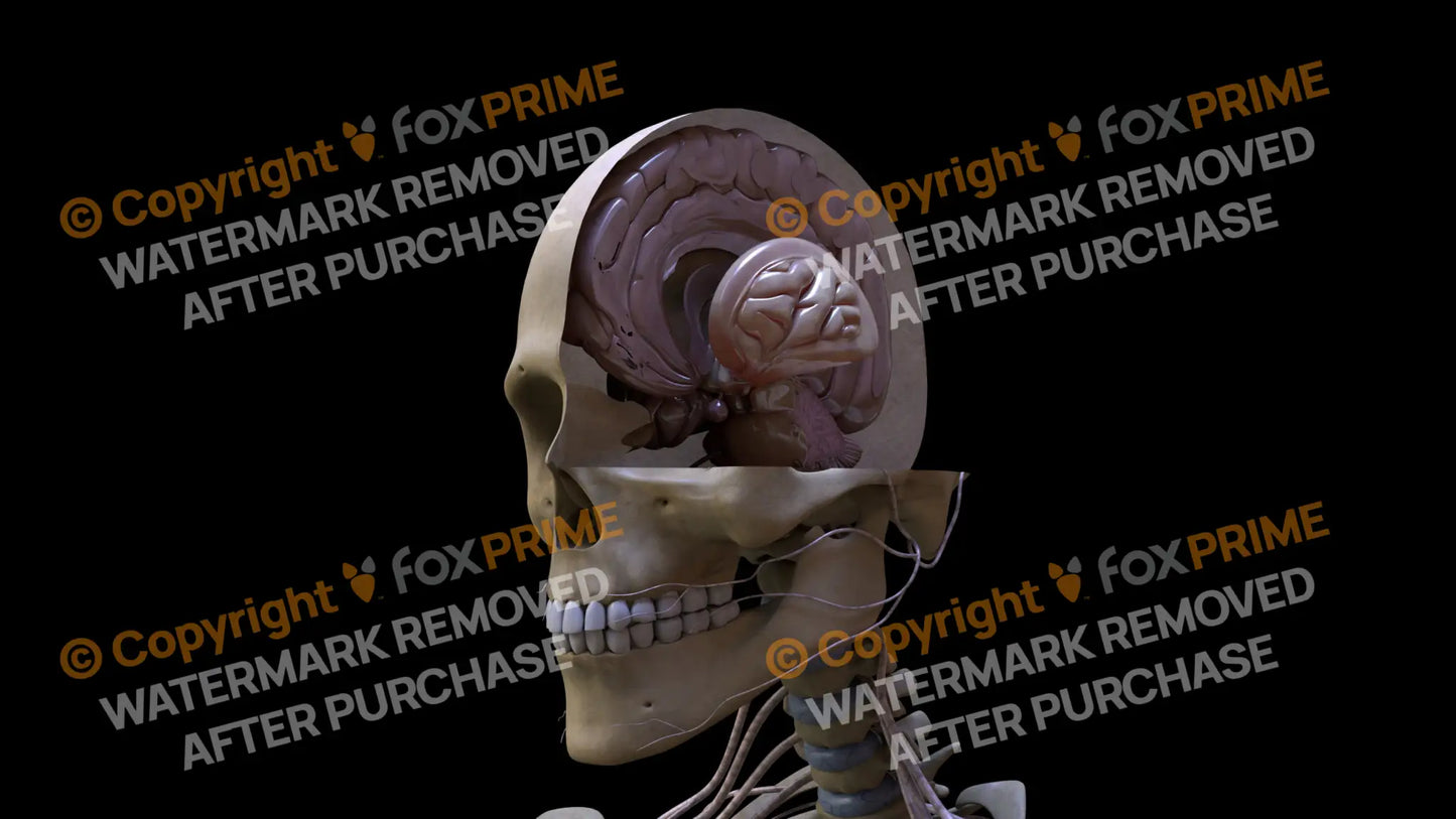 Nervous System Brain_Stem Left Still Shot