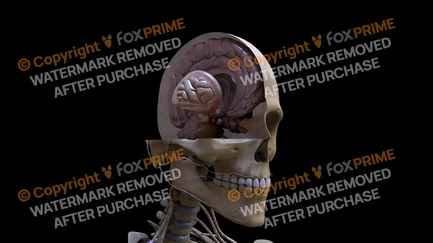 Nervous System Brain Stem Right 2 Still Shot