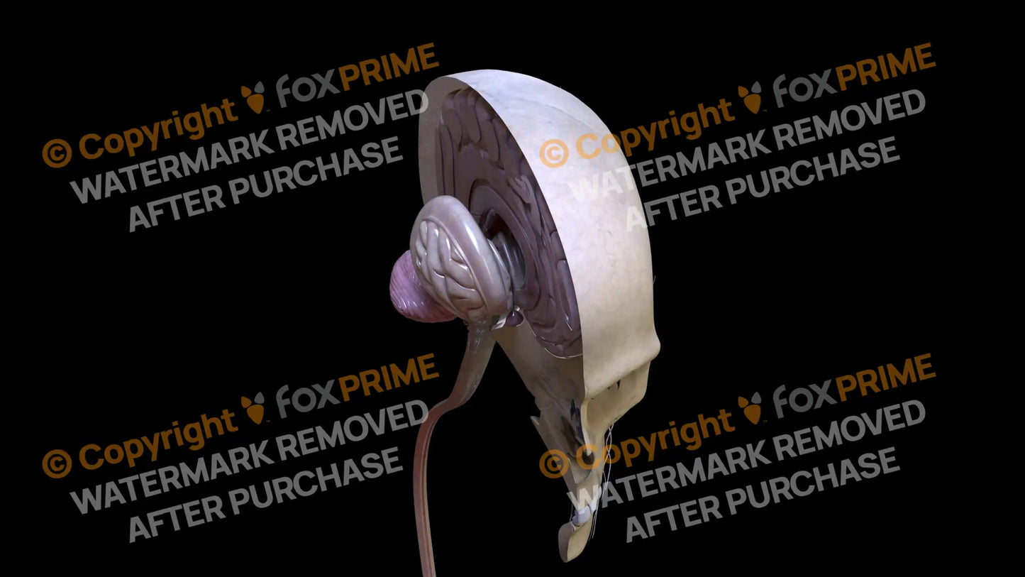 Nervous System Brain Stem Right 4 Still Shot