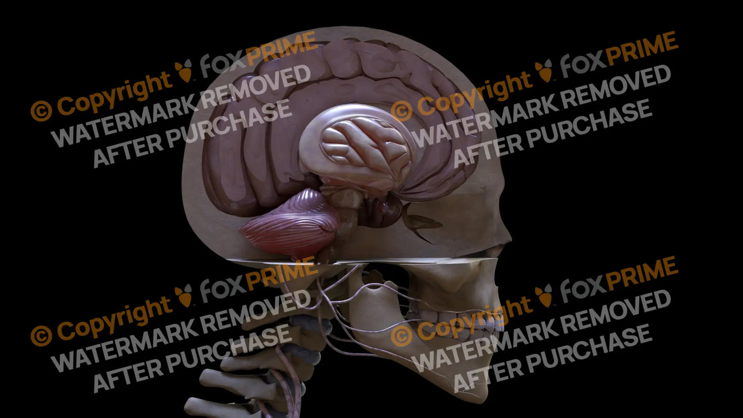 Nervous System Brain Stem Right 5 Still Shot