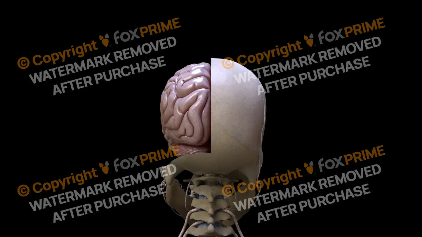 Nervous System Brain Still Shot