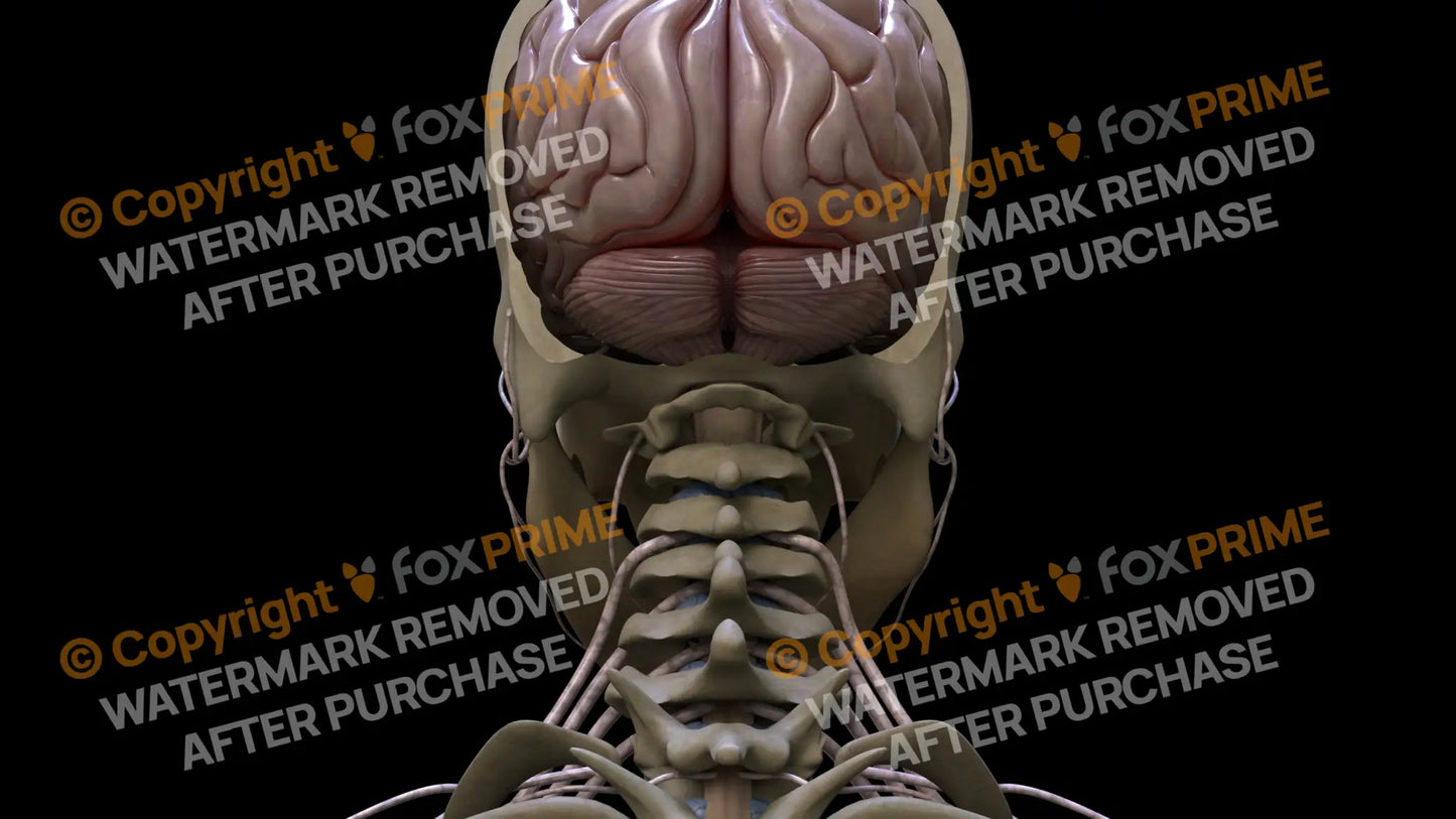 Nervous System Cerebellum 3 Still Shot