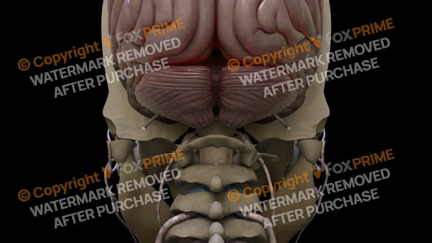 Nervous System Cerebellum 4 Still Shot