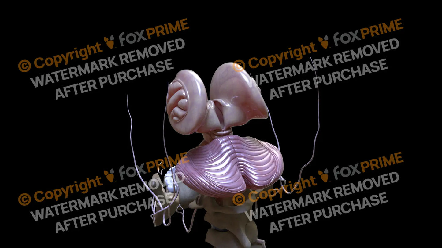 Nervous System Cerebellum Left 3 Still Shot