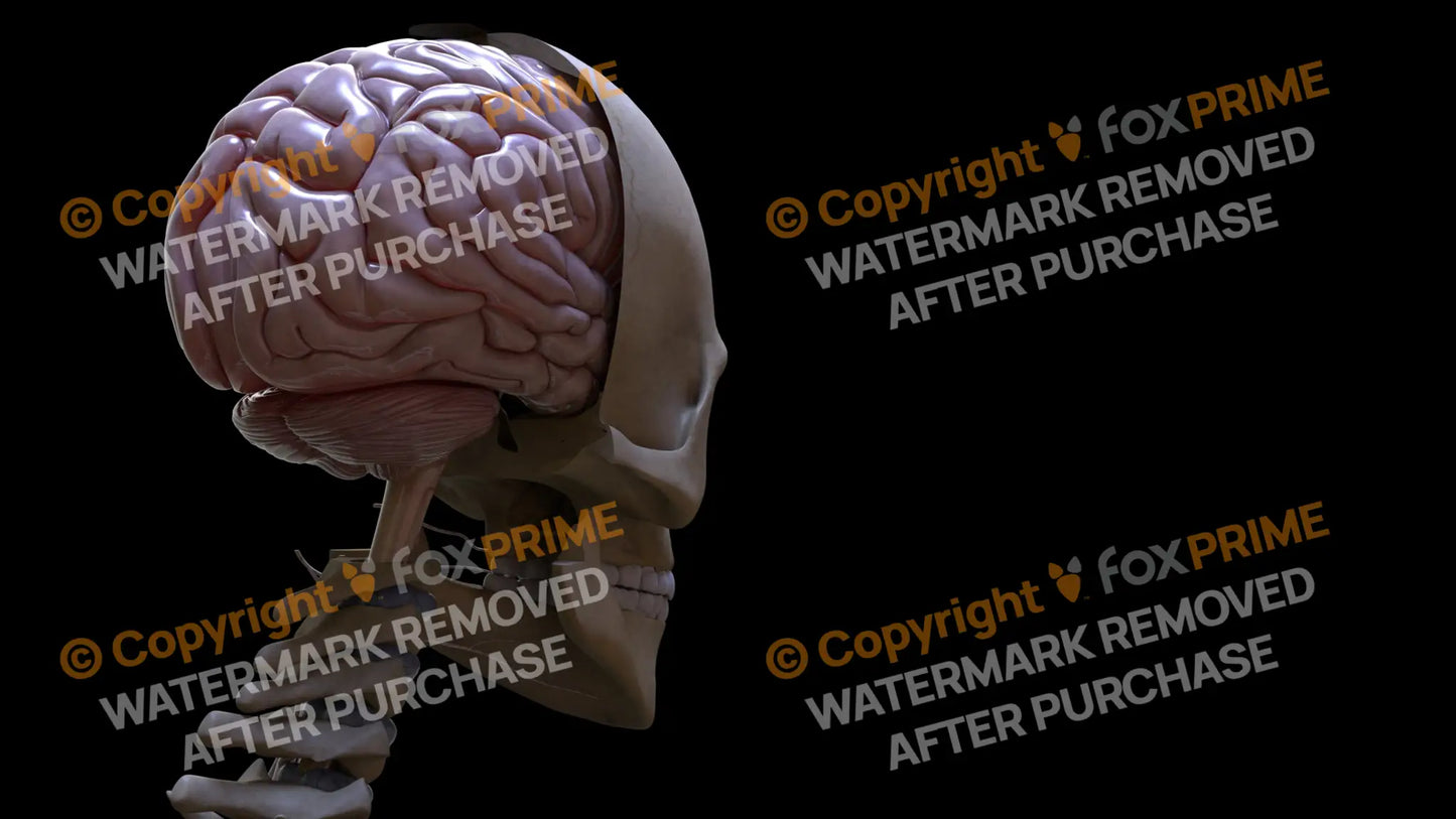 Nervous System Cerebellum Right 2 Still Shot