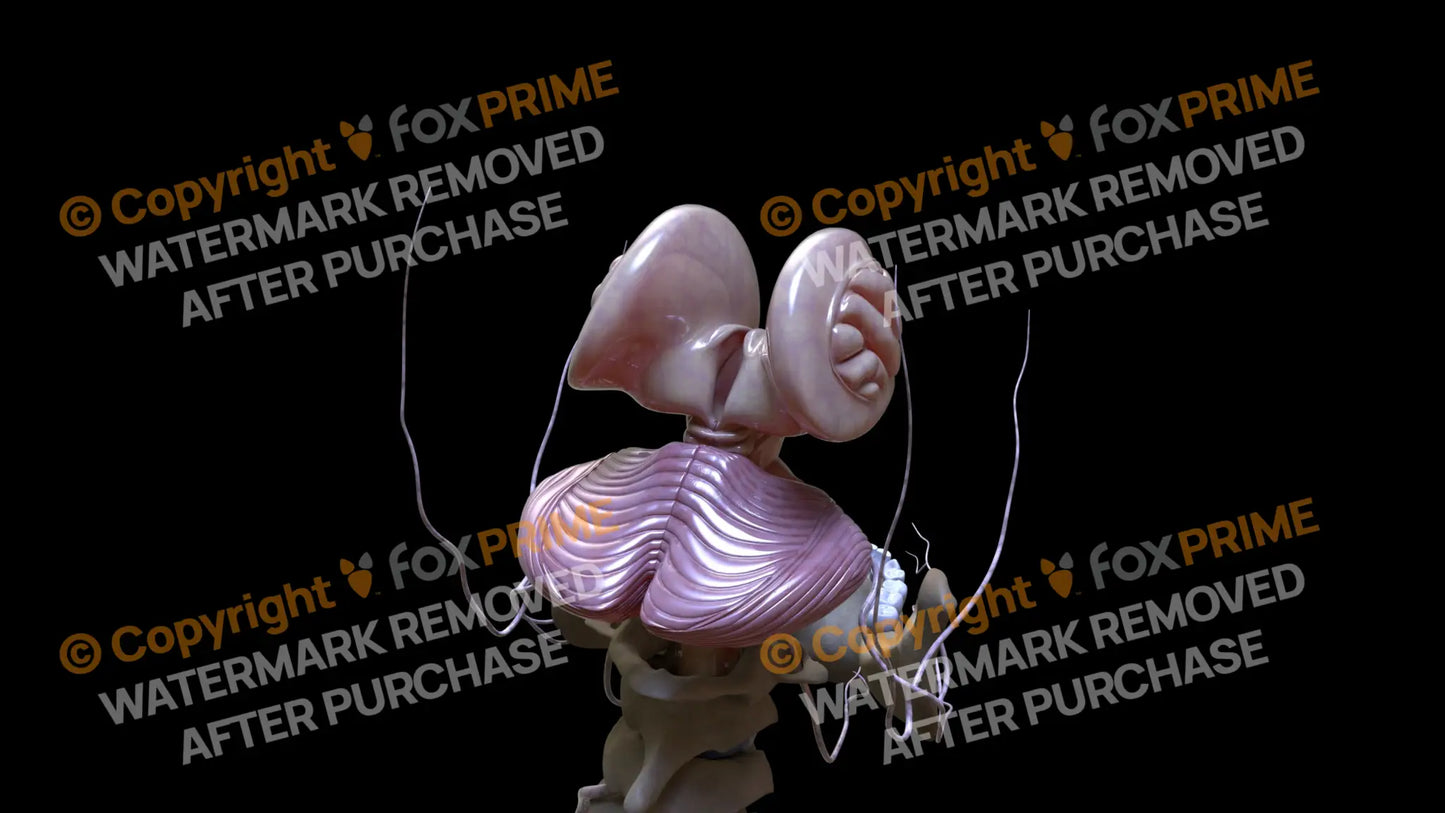Nervous System Cerebellum Right 3 Still Shot