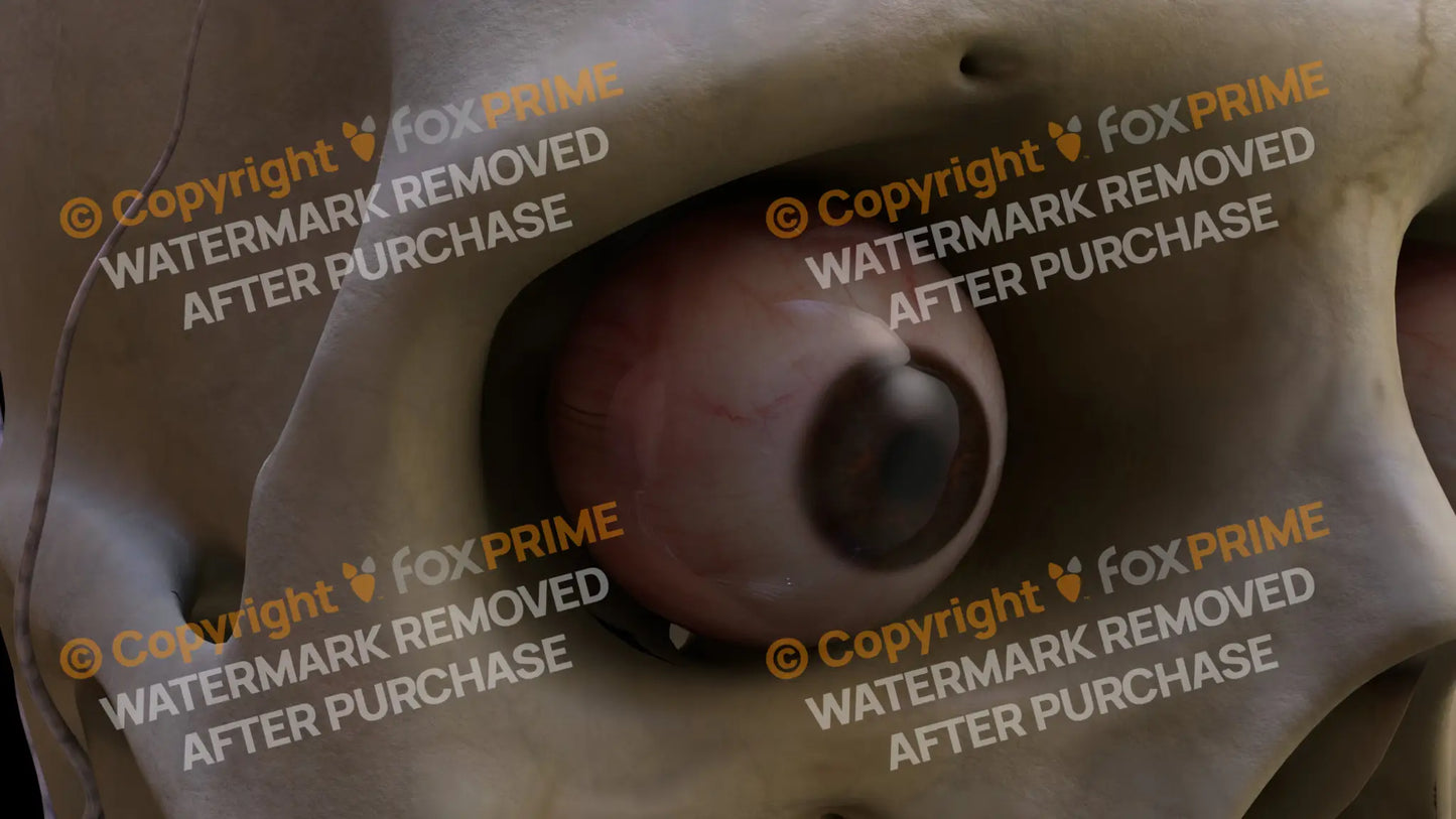 Nervous System Eye Right 4 Still Shot