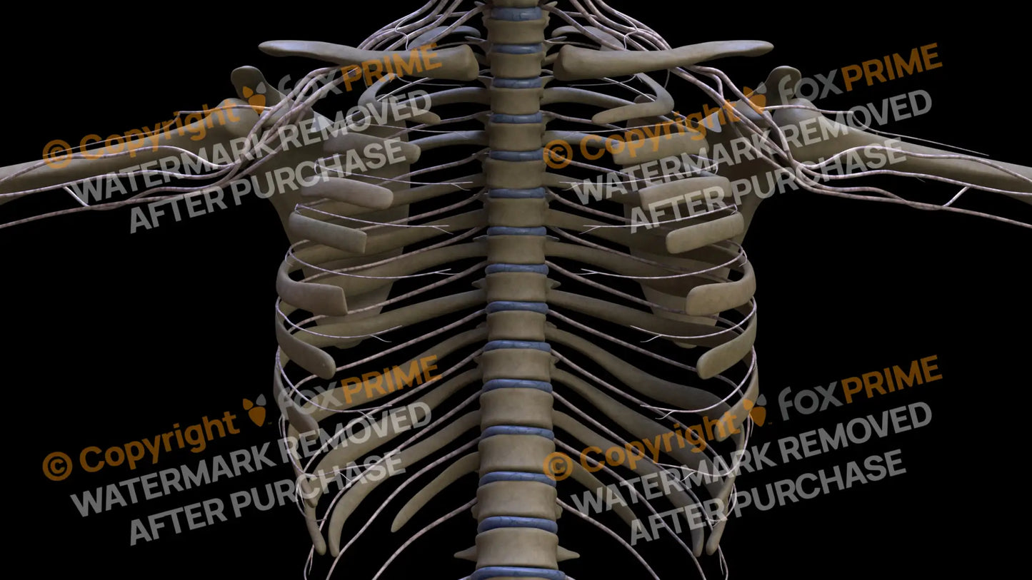Nervous System Intercostal Nerve 2 Still Shot