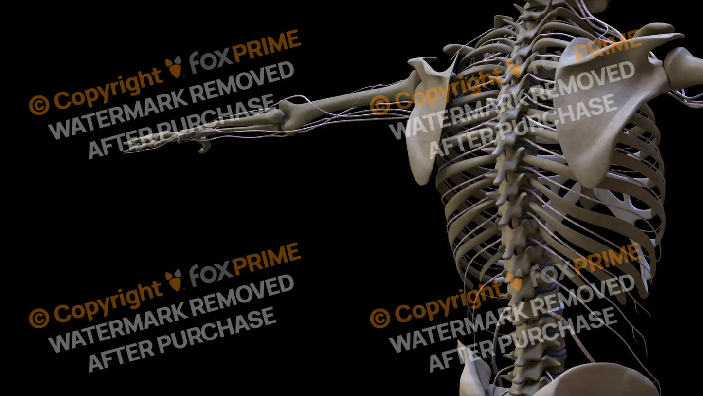 Nervous System Intercostal Nerve Left 2 Still Shot