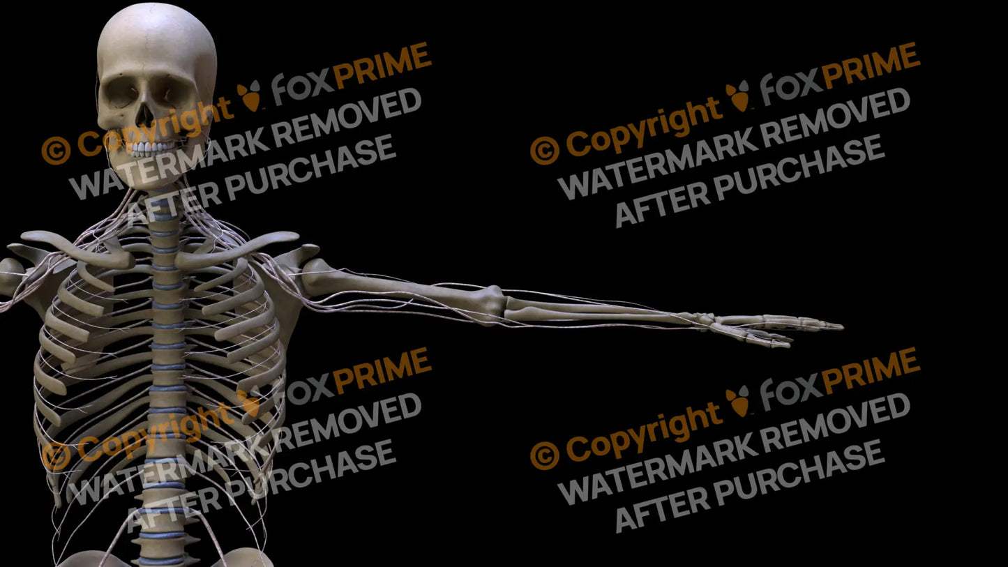 Nervous System Intercostal Nerve Left 4 Still Shot
