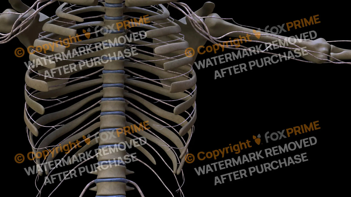 Nervous System Intercostal Nerve Left 5 Still Shot
