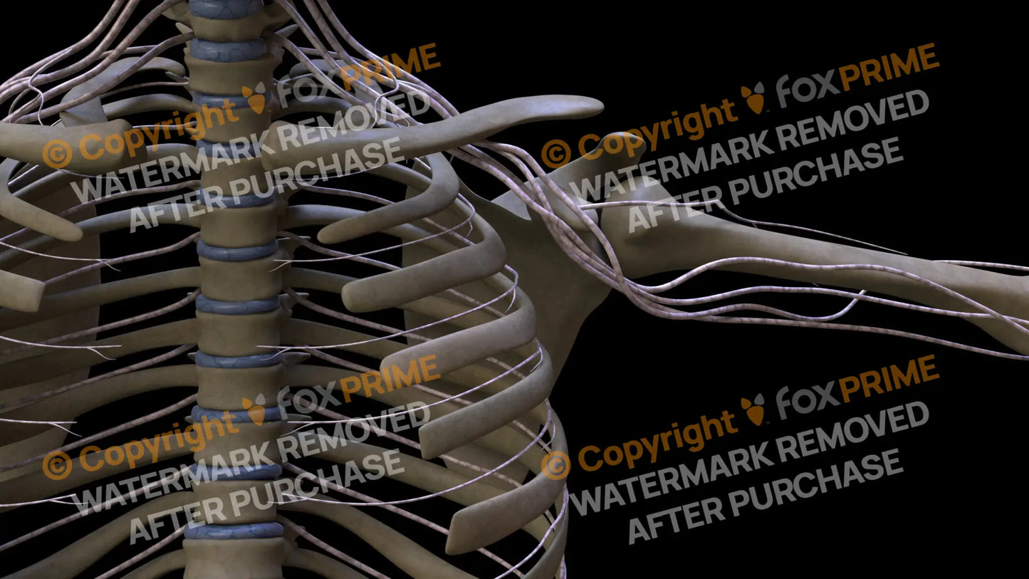 Nervous System Intercostal Nerve Left 6 Still Shot