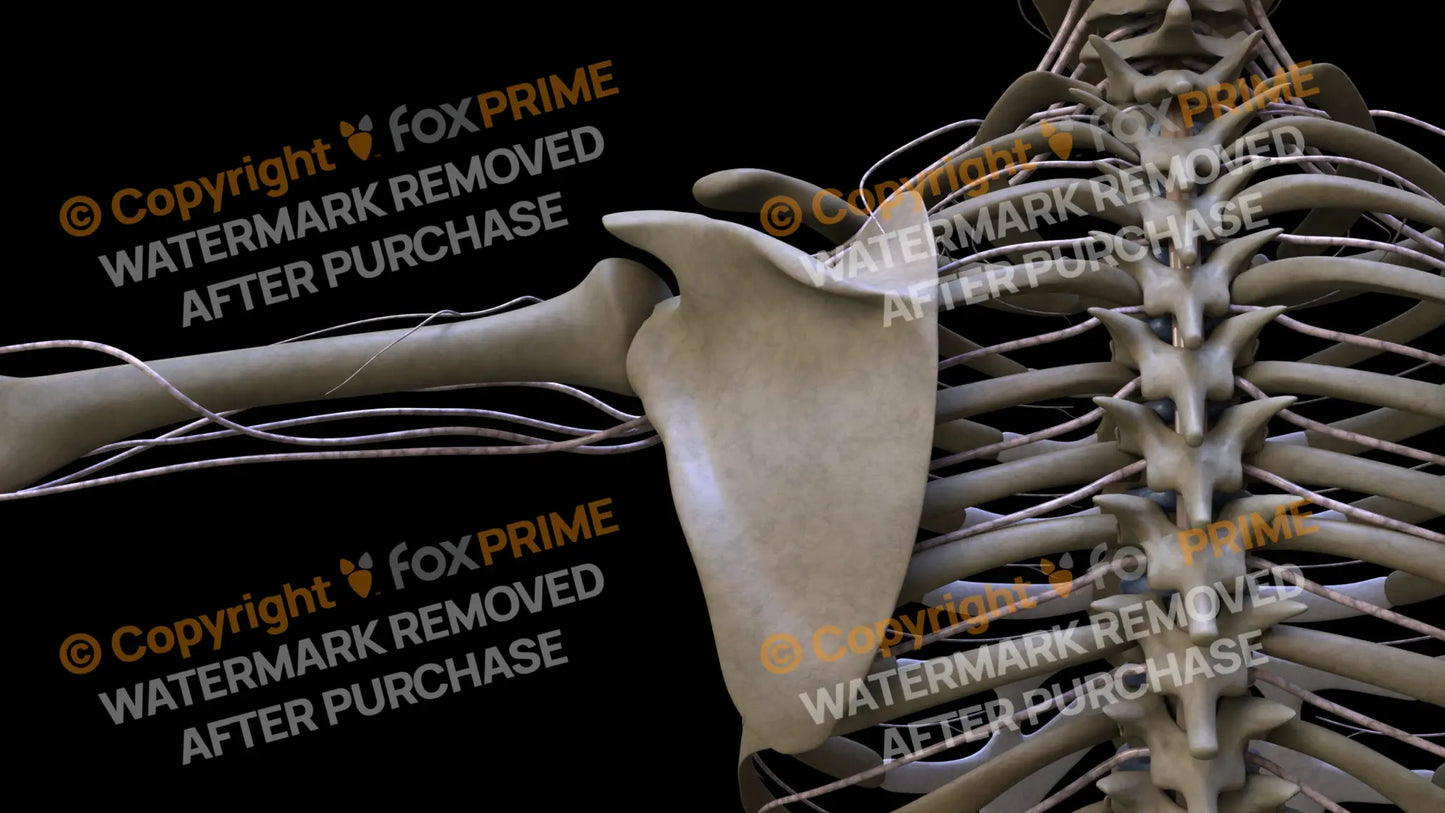 Nervous System Intercostal Nerve Left 7 Still Shot