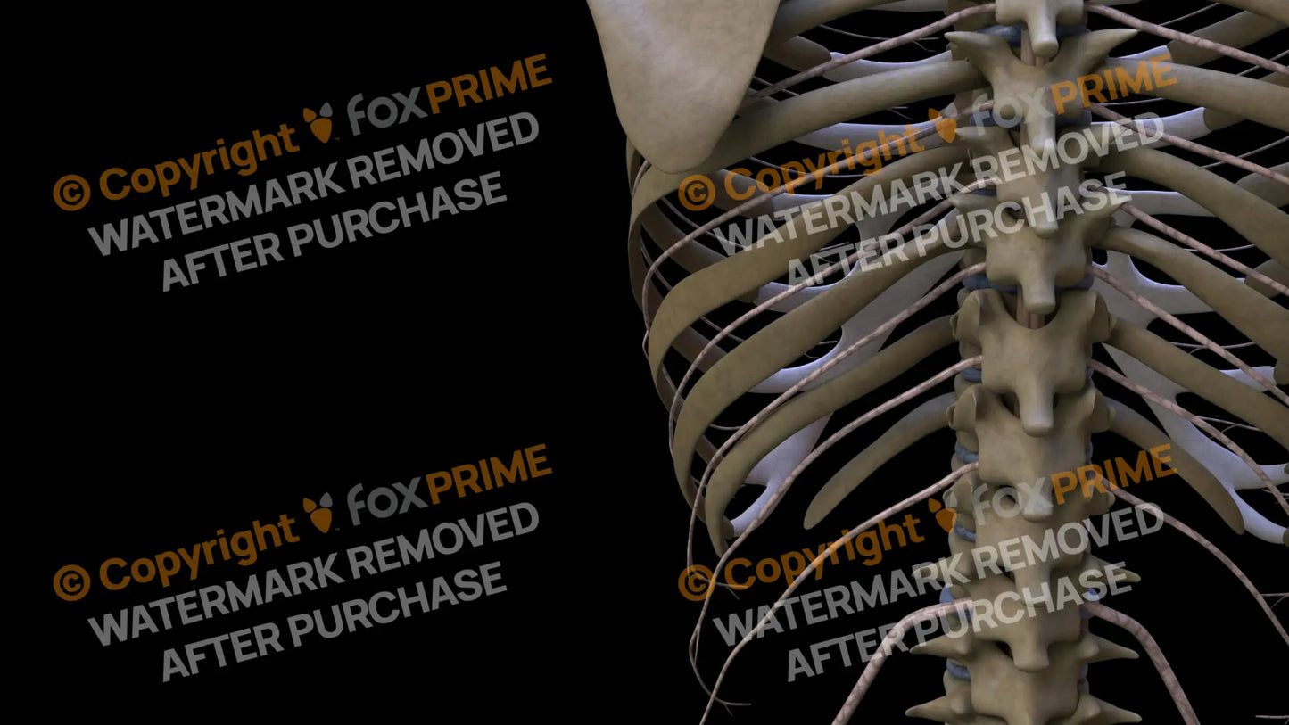Nervous System Intercostal Nerve Left 8 Still Shot