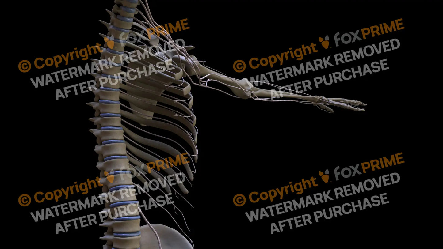 Nervous System Intercostal Nerve Left Still Shot