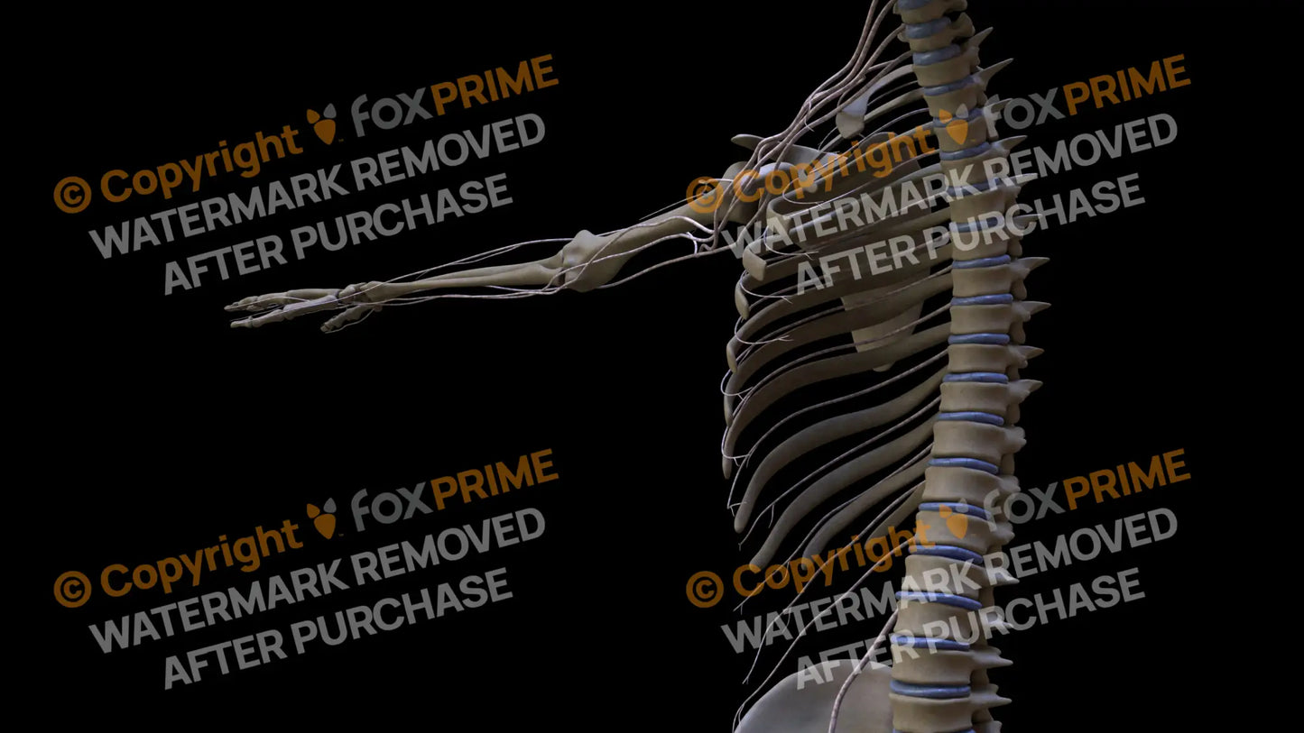 Nervous System Intercostal Nerve Right 2 Still Shot