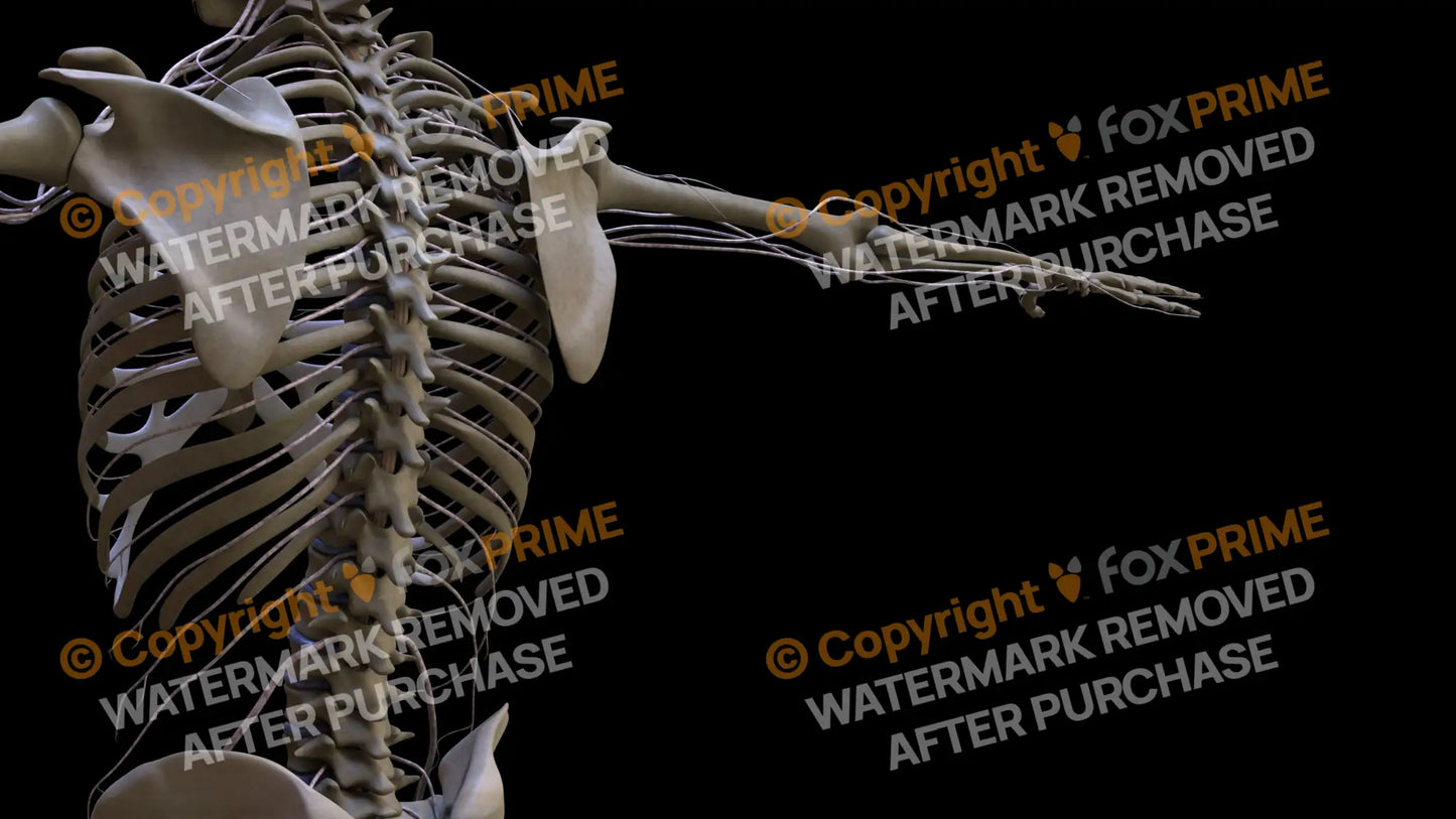 Nervous System Intercostal Nerve Right 3 Still Shot