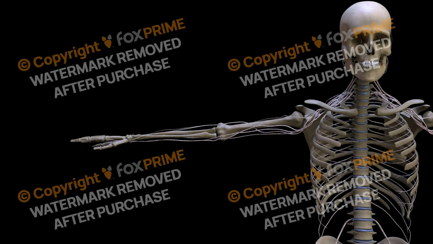 Nervous System Intercostal Nerve Right 5 Still Shot