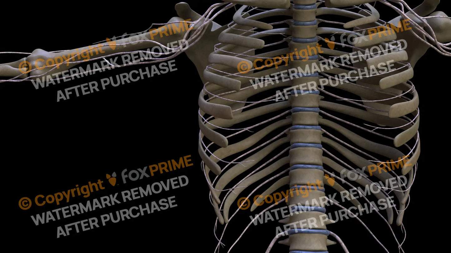 Nervous System Intercostal Nerve Right 6 Still Shot