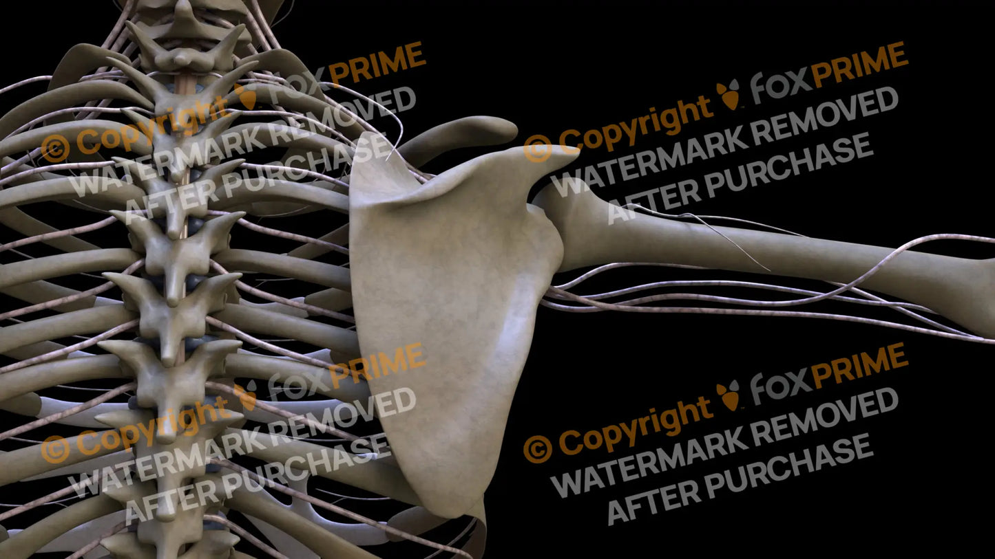 Nervous System Intercostal Nerve Right 8 Still Shot