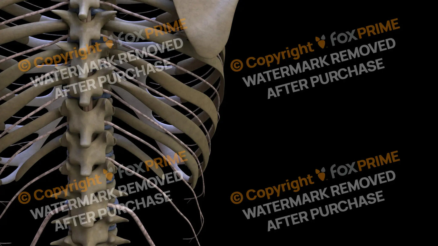 Nervous System Intercostal Nerve Right Still Shot