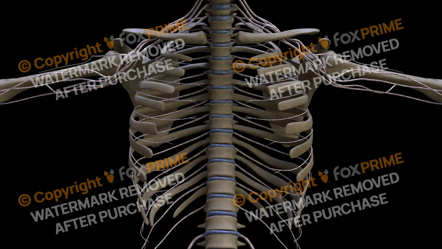 Nervous System Intercostal Nerve Still Shot