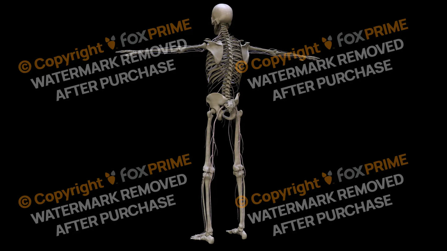 Nervous System Nerves Left 2 Still Shot