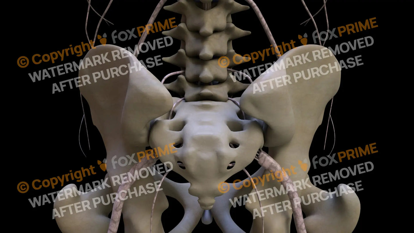 Nervous System Nerves Lumbosacral Plexus 1 Still Shot
