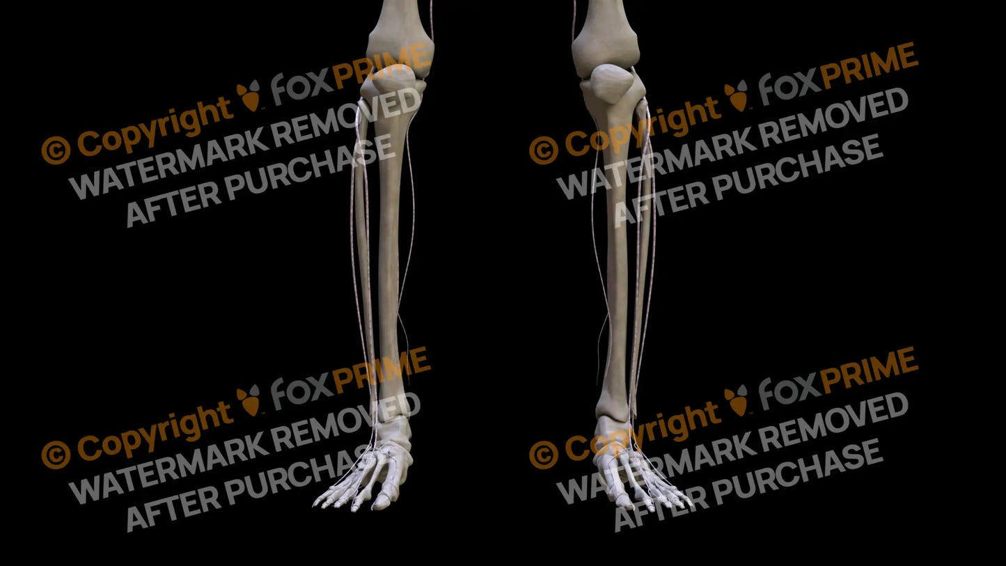 Nervous System Nerves Lumbosacral Plexus 12 Still Shot
