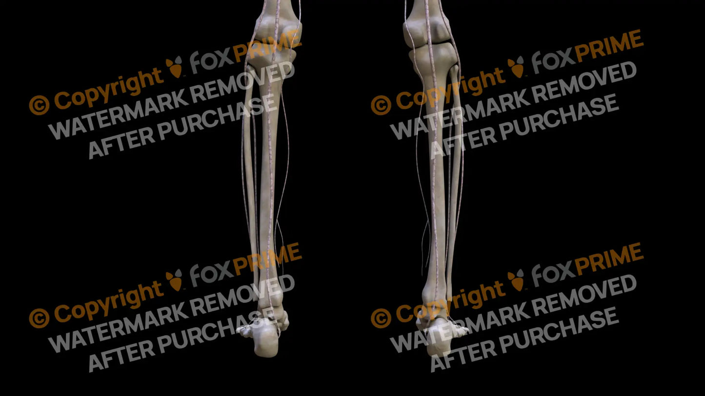 Nervous System Nerves Lumbosacral Plexus 13 Still Shot