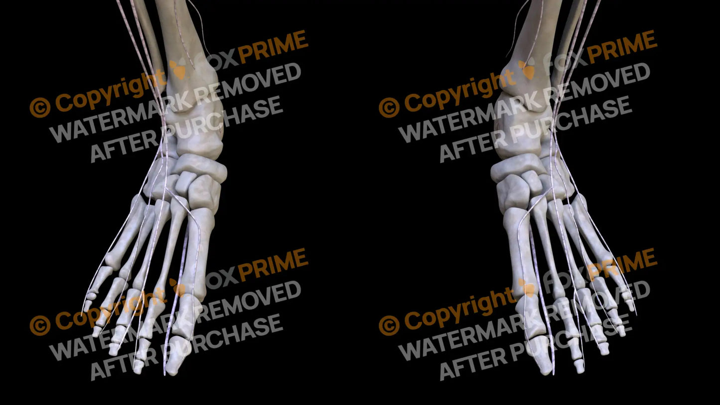 Nervous System Nerves Lumbosacral Plexus 14 Still Shot