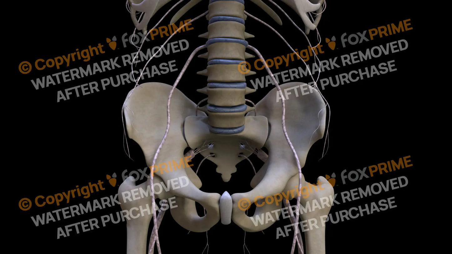 Nervous System Nerves Lumbosacral Plexus 16 Still Shot