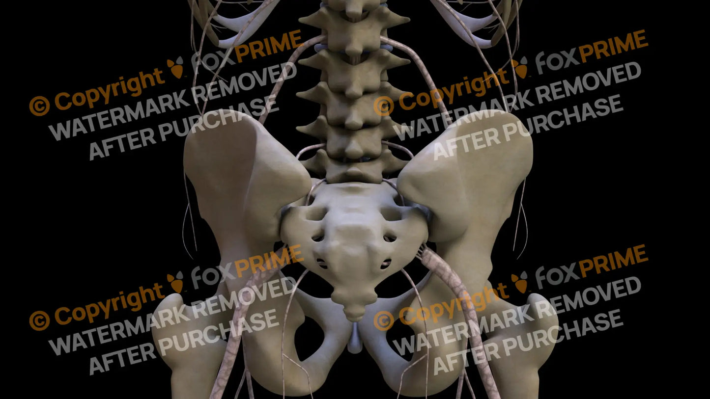 Nervous System Nerves Lumbosacral Plexus 17 Still Shot